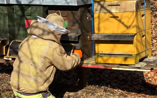 Schutz für unsere Bienen