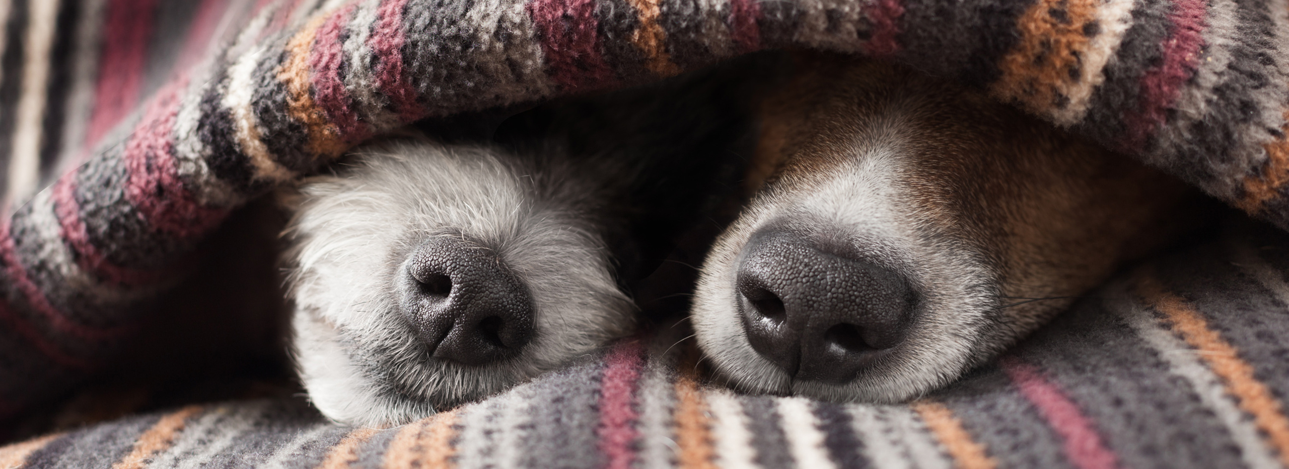 Zwei Hundeschnauzen schauen aus einer Decke heraus